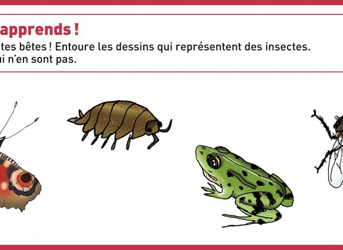 Peux-tu reconnaître les insectes ?