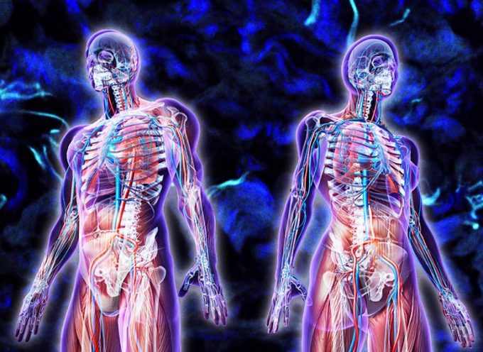 L’interstitium, nouvel organe du corps humain ?
